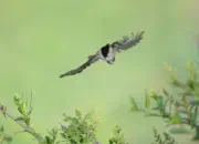 Sumpfmeise  IMG_2606-adobe