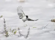 Sumpfmeise  2012_IMG_3656