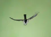 Sumpfmeise  IMG_2466