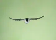 Sumpfmeise  IMG_2678