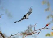 Sumpfmeise  2011_IMG_0932