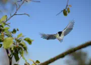 Sumpfmeise  2011_IMG_0945