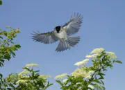 Sumpfmeise  2011_IMG_1040