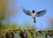 Sumpfmeise  2011_IMG_9662