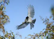 Sumpfmeise  2011_IMG_9661