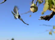 Sumpfmeise  2011_IMG_0614