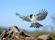 Sumpfmeise  2011_IMG_9973