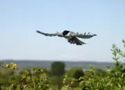 Sumpfmeise  2011_IMG_8628