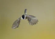 Sumpfmeise  IMG_2084