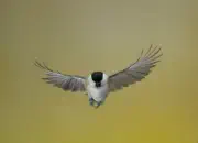 Sumpfmeise  IMG_2068