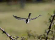 Sumpfmeise  2011_IMG_9226