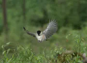 Sumpfmeise  2011_IMG_8968