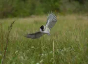 Sumpfmeise  2011_IMG_9285