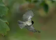 Sumpfmeise  2011_IMG_9600