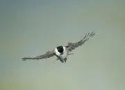 Sumpfmeise  2012_IMG_1760