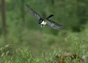 Sumpfmeise  2011_IMG_1211