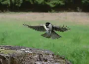 Sumpfmeise  2011_IMG_8913