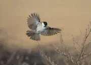 Sumpfmeise  2012_IMG_2424