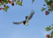 Sumpfmeise  2012_IMG_2825