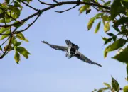 Sumpfmeise  2011_IMG_8832a