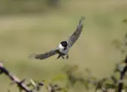 Sumpfmeise  2012_IMG_2577