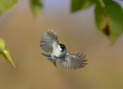 Sumpfmeise  2012_IMG_2417