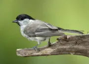 Sumpfmeise  IMG_8766