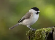 Sumpfmeise  IMG_5461