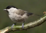 Sumpfmeise  IMG_8848