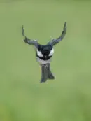 Tannenmeise  IMG_2267