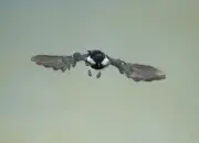 Tannenmeise  2012_IMG_1762