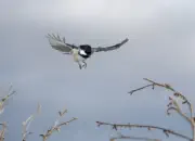 Tannenmeise  2012_IMG_3693