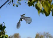 Tannenmeise  IMG_4310