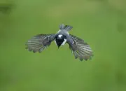 Tannenmeise  IMG_2673